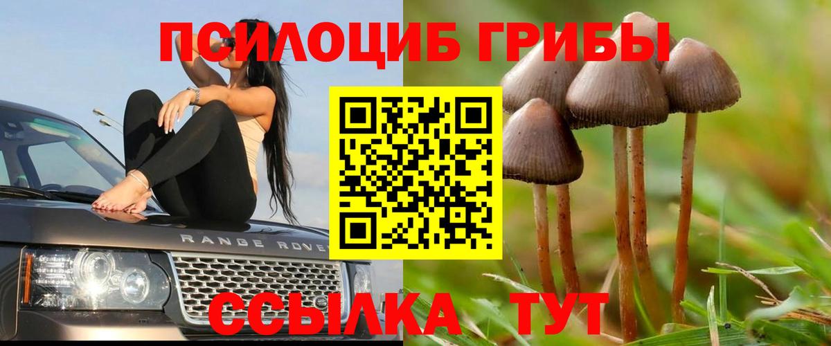 Галлюциногенные грибы Cubensis Кузнецк